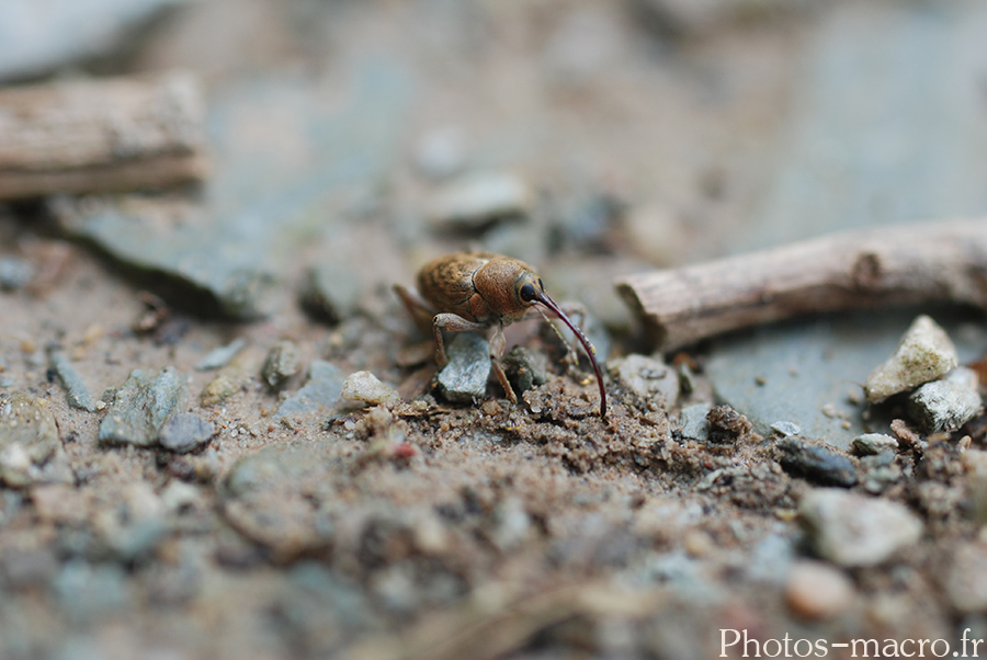 Curculio glandium